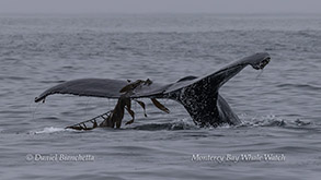 Humpback Whale kelping (playing with kelp)| photo by Daniel Bianchetta