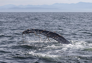 Humpback Whale kelping (playing with kelp) photo by Daniel Bianchetta