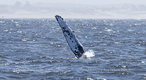 Humpback Whale pectoral fin photo by daniel bianchetta