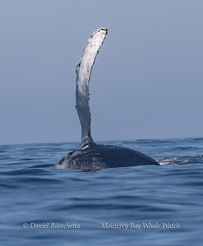 Humpback Whale pectoral fin photo by Daniel Bianchetta