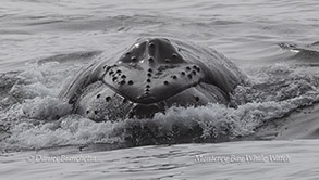 Humpback Whale surfacing toward the boat photo by Daniel Bianchetta