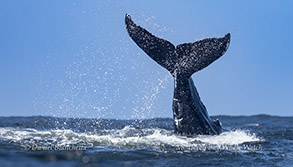 Humpback Whale Tail Lob photo by daniel bianchetta