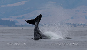 Humpback Whale tail throwing photo by Daniel Bianchetta