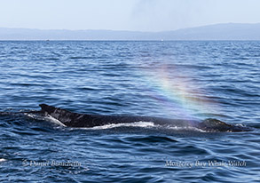 Humpback Whale with rainblow photo by Daniel Bianchetta