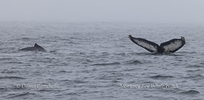 Humpback Whales photo by Daniel Bianchetta