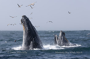 Humpback Whales feeding photo by Daniel Bianchetta