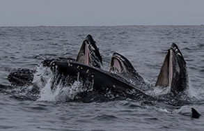 Humpback Whales lunge feeding photo by Daniel Bianchetta