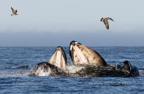 Humpback Whales lunge feeding - Note baleen and anchovies photo by Daniel Bianchetta