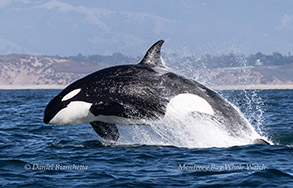 Killer Whale (Orca) photo by Daniel Bianchetta