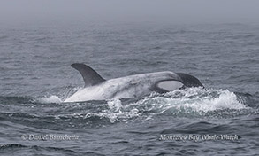 Killer Whale 'Frosty' photo by Daniel Bianchetta