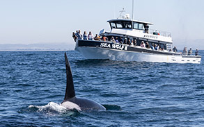 Killer Whale near Sea Wolf II (Orca) photo by Daniel Bianchetta