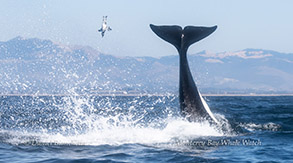 Killer Whale punting Common Murre into the air photo by Daniel Bianchetta