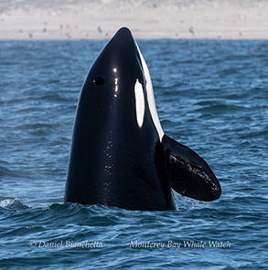 Killer Whale spyhopping photo by Daniel Bianchetta