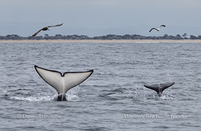 Killer Whale tails photo by daniel bianchetta