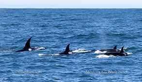Killer Whales (Orcas) photo by daniel bianchetta