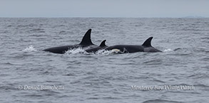 Killer Whales photo by daniel bianchetta