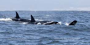 Killer Whales (Orcas) photo by daniel bianchetta