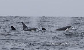 Killer Whales (Orcas) photo by Daniel Bianchetta