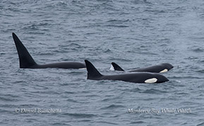 Killer Whales (Orcas) photo by Daniel Bianchetta