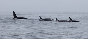 Killer Whales (Orcas) photo by Daniel Bianchetta