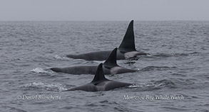 Killer Whales photo by Daniel Bianchetta
