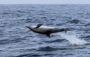 Long-beaked Common Dolphin upside down photo by Daniel Bianchetta