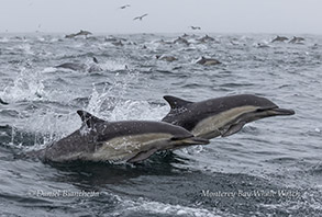 Long-beaked Common Dolphins porpoising beside boat photo by Daniel Bianchetta