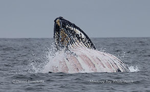 Lunge-feeding Humpback Whale photo by Daniel Bianchetta
