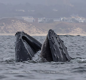 Lunge-feeding Humpback Whale (Note baleen) photo by Daniel Bianchetta