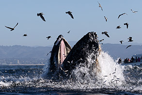 Lunge feeding Humpback Whale (Note anchovies} photo by Daniel Bianchetta
