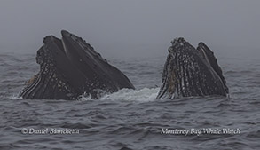 Lunge-feeding Humpback Whales photo by Daniel Bianchetta