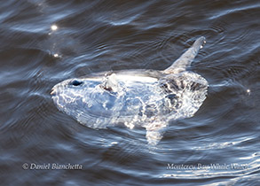 Mola Mola (Ocean Sunfish) photo by Daniel Bianchetta