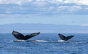 Mom and calf Humpback Whales photo by Daniel Bianchetta