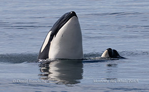 Mother and calf Killer Whales (orcas) photo by Daniel Bianchetta
