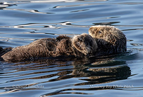Mother and Pup Sea Otter photo by Daniel Bianchetta