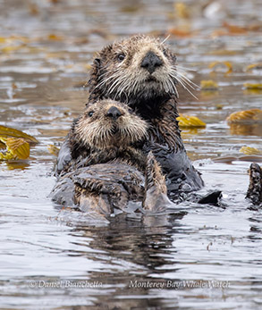 Mother and pup Sea Otters photo by daniel bianchetta