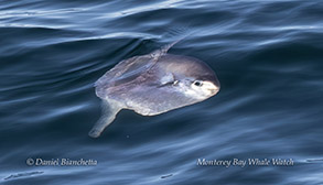 Ocean Sunfish (Mola Mola) photo by Daniel Bianchetta