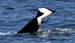 Orca (Killer Whale) CA50B Jimmy flukes photo by Daniel Bianchetta