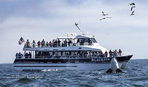 Orca Spyhopping near the Blackfin photo by daniel bianchetta
