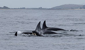 Orcas (Killer Whales) including calf photo by daniel bianchetta