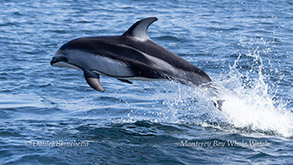 Pacific White-sided Dolphin photo by daniel bianchetta