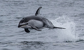 Pacific White-sided Dolphin photo by daniel bianchetta