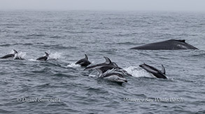 Pacific White-sided Dolphins and Humpback Whale photo by Daniel Bianchetta
