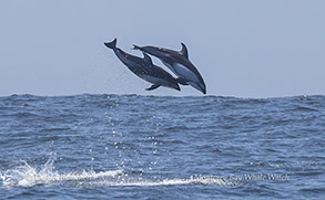 Pacific White-sided Dolphins photo by daniel bianchetta