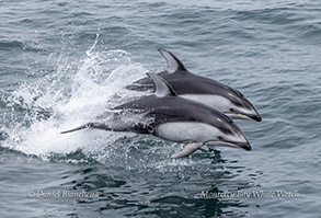 Pacific White-sided Dolphins photo by Daniel Bianchetta