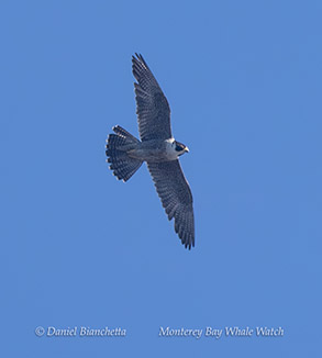 Peregrine Falcon photo by daniel bianchetta