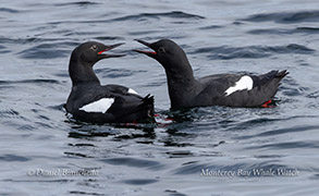Pigeon Guillemots photo by daniel bianchetta