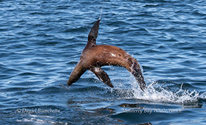 Humpback Whale tail throwing photo by Daniel Bianchetta