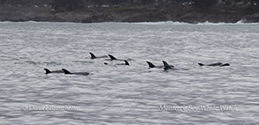 Pod of Risso's Dolphins photo by Daniel Bianchetta