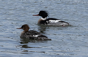 Red-breasted Merganser photo by daniel bianchetta